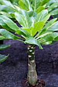 BRIGHAMIA INSIGNIS