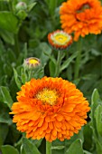 CALENDULA OFFICINALIS DANDY