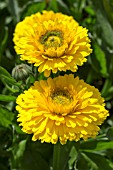 CALENDULA OFFICINALIS GREENHEART YELLOW