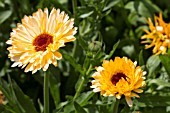 CALENDULA OFFICINALIS KABLOUNA APRICOT