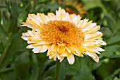 CALENDULA OFFICINALIS KABLOUNA APRICOT