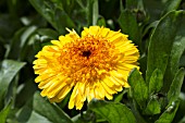 CALENDULA OFFICINALIS KABLOUNA GOLDEN DARK CENTER