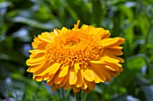 CALENDULA OFFICINALIS KABLOUNA ORANGE