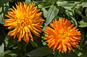 CALENDULA OFFICINALIS RADIO