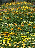 CALENDULA OFFICINALIS TRAIL