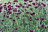 CENTAUREA CYANUS BLACK BALL