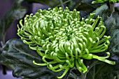 CHRYSANTHEMUM ANASTASIA GREEN