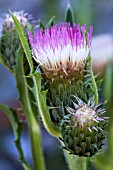 CIRSIUM JAPONICUM MOUNT ETNA