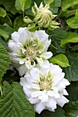 CLEMATIS DUCHESS OF EDINBURGH