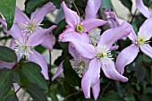 CLEMATIS MONTANA FREDA