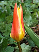 TULIPA KAUFMANNIANA GUISEPPE VERDI