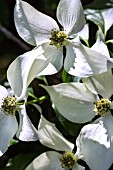 CORNUS KOUSA WHITE DREAM