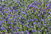 ECHIUM BLUE BEDDER