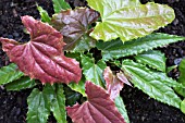 EPIMEDIUM WUSHANENSE