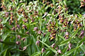 EPIPACTIS GIGANTEA