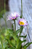 ERIGERON PEREGRINUS