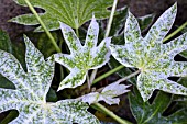 FATSIA JAPONICA SPIDERS WEB