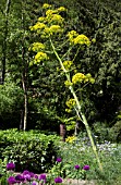 FERULA COMMUNIS