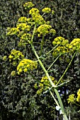 FERULA COMMUNIS