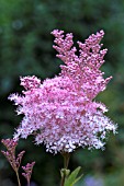 FILIPENDULA RUBRA VENUSTA