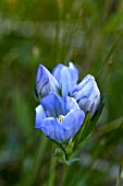 GENTIANA SCEPTRUM