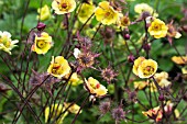 GEUM TEQUILA SUNRISE