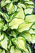 HOSTA ALBO-PICTA