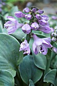 HOSTA BLUE MOUSE EARS