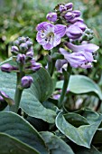 HOSTA BLUE MOUSE EARS