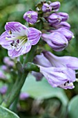 HOSTA BLUE MOUSE EARS