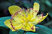 HYPERICUM CALICYNUM