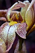 IRIS GERMANICA SULTANS PALACE