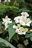 JASMINUM OFFICINALE DEVON CREAM (CLOTTED CREAM)