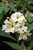 JASMINUM OFFICINALE DEVON CREAM (CLOTTED CREAM)