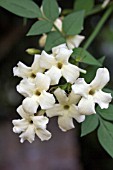 JASMINUM OFFICINALE DEVON CREAM (CLOTTED CREAM)