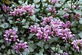 LAMIUM MACULATUM PINK PEWTER