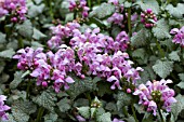 LAMIUM MACULATUM PINK PEWTER