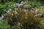 LIBERTIA GRANDIFLORA