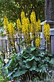 LIGULARIA THE ROCKET