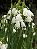 LEUCOJUM AESTIVUM GRAVETYE GIANT (SNOWFLAKE)