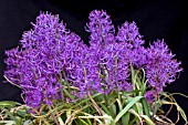 MUSCARI COMOSUM PLUMOSUM