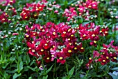 NEMESIA AROMATICA SCARLET