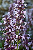 NEPETA GRANDIFLORA DAWN TO DUSK