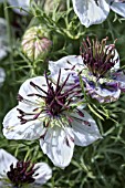 NIGELLA AFRICAN BRIDE