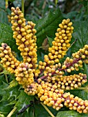 MAHONIA LOMARIIFOLIA