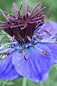 NIGELLA HISPANICA