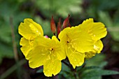 OENOTHERA FRUITICOSA SONNENWENDE