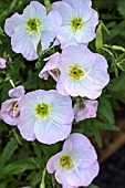 OENOTHERA SPECIOSA SISKYOU