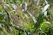 PANICUM ELEGANS FROSTED EXPLOSION