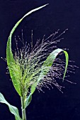 PANNICUM ELEGANS FROSTED EXPLOSION